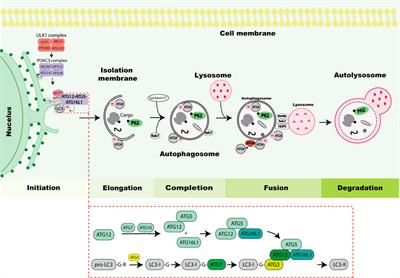 Canonical and non-canonical roles for ATG8 proteins in autophagy and beyond